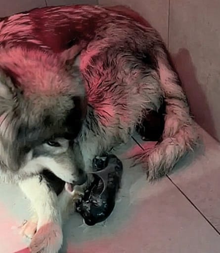 🌟 Première et unique portée 2026 – Ferya & Vaillant 🐾